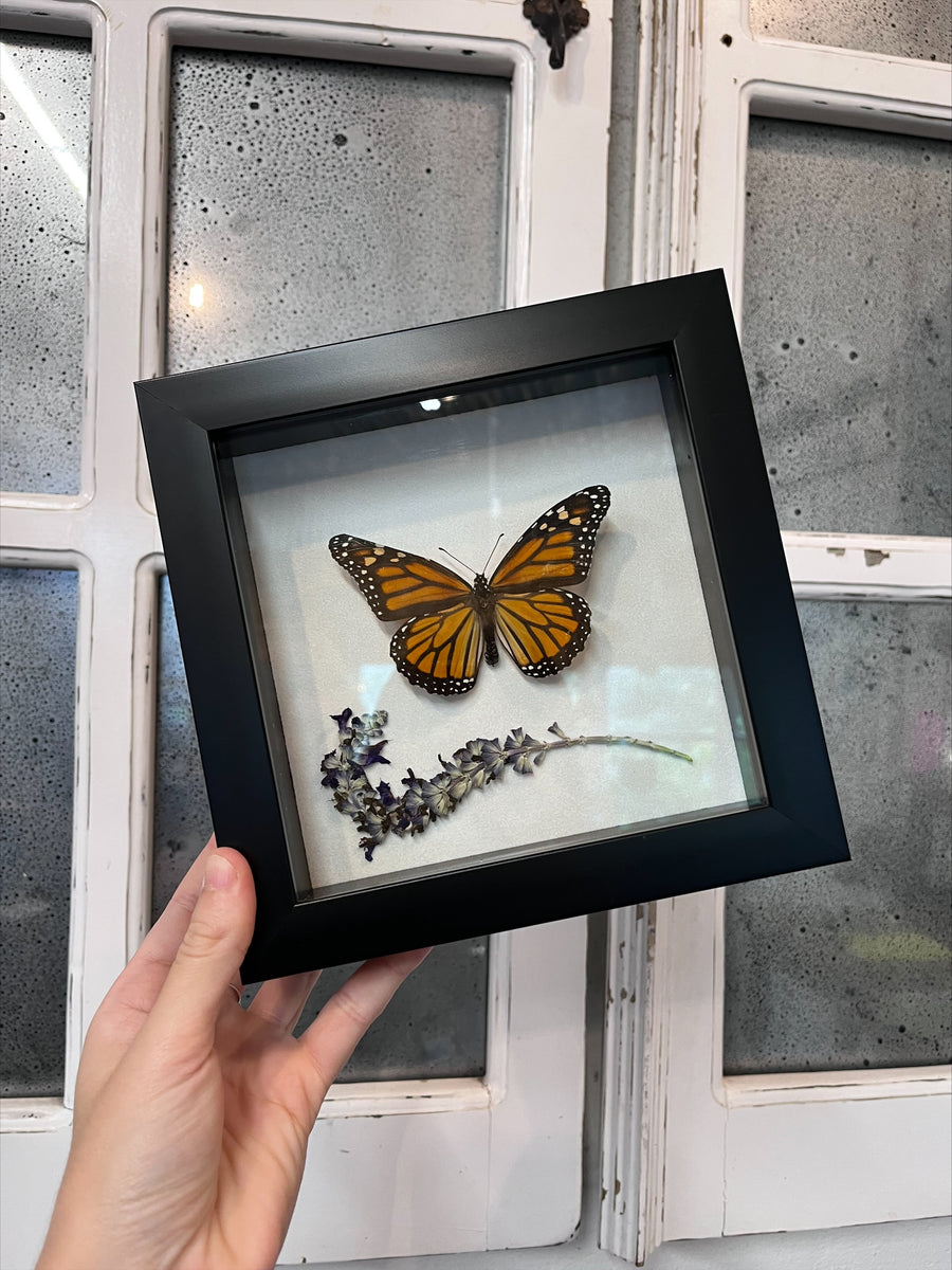 Monarch Shadow Box – Little Red Wagon Native Nursery