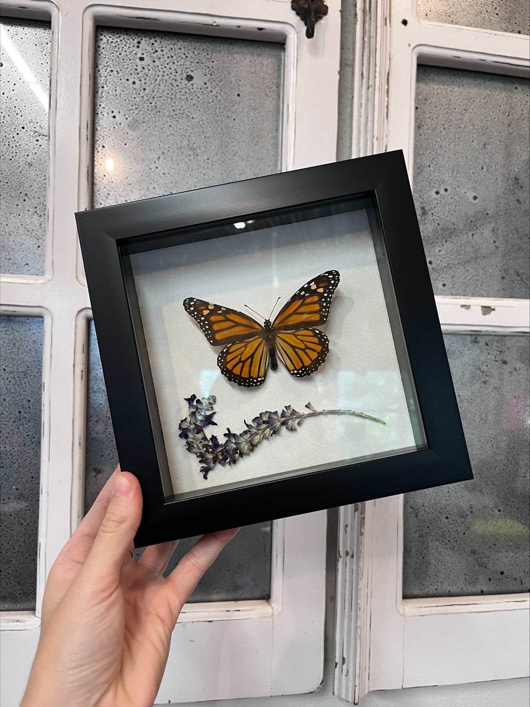 Monarch Shadow Box