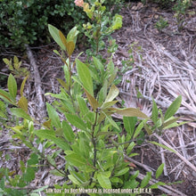Load image into Gallery viewer, Scrub Bay - Persea humilis (3 Gallon)
