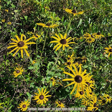 Load image into Gallery viewer, Woolly Coneflower - Rudbeckia mollis (1 Gallon)
