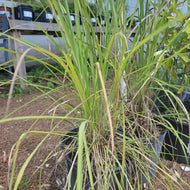Big Bluestem - Andropogon gerardii 3 Gal