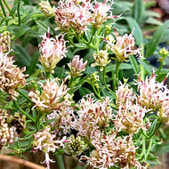 Palafoxia (Palafoxia integrifolia) - 1 Gallon