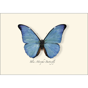 Blue Morpho Butterfly Note Cards