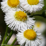 Robin's Plantain/Fleabane (Erigeron pulchellus) - 1 Gallon
