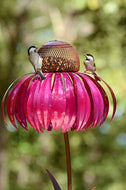 Coneflower Bird Feeder