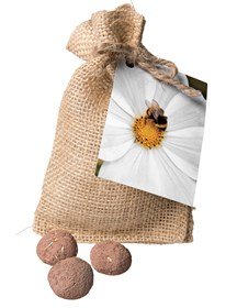 Bee Seed Ball Gift Set