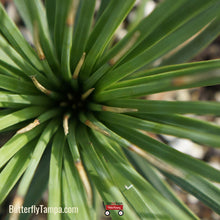 Load image into Gallery viewer, Adam&#39;s Needle - Yucca filamentosa (1 Gal.)
