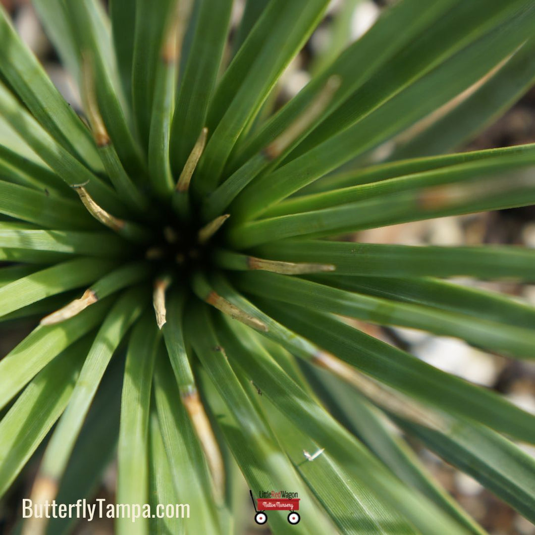 Adam's Needle - Yucca filamentosa