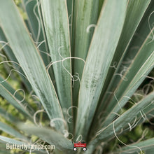 Load image into Gallery viewer, Adam&#39;s Needle - Yucca filamentosa (1 Gal.)

