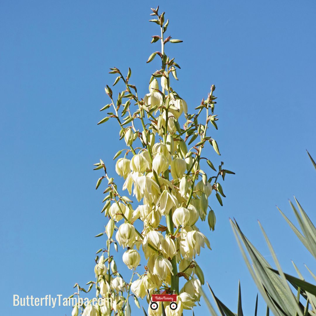 Adam's Needle - Yucca filamentosa – Little Red Wagon Native Nursery