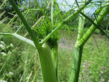 Load image into Gallery viewer, Dill - Anethum graveolens L.
