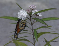Aquatic Milkweed (Asclepias perennis)