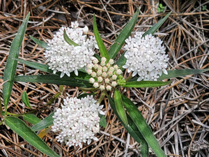 Aquatic Milkweed - Asclepias perennis (4" & 1 gal.)
