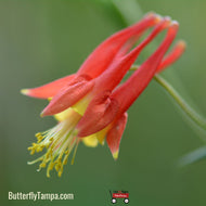 Wild Columbine (Aquilegia canadensis) - 1 Gallon