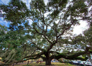 Live Oak (Quercus virginiana)