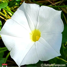 Load image into Gallery viewer, Beach Morning Glory - Ipomoea imperati  (1 gal)
