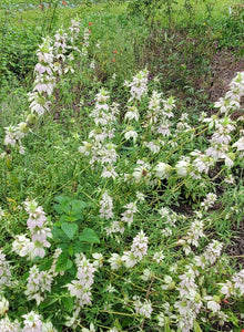 Spotted Bee Balm/Spotted Horsemint - Monarda punctata (1 gal.)