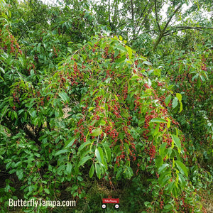 Black Cherry Tree - Prunus serotina (3 Gal.)