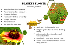 Load image into Gallery viewer, Blanket Flower - Gaillardia pulchella (1 gal.)
