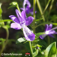 Blue Curls (Trichostema dichotomum) - 1 Gallon