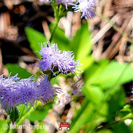 Blue Mistflower (Conoclinium coelestinum) - 1 Gallon