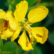 Privet Cassia (Senna ligustrina)