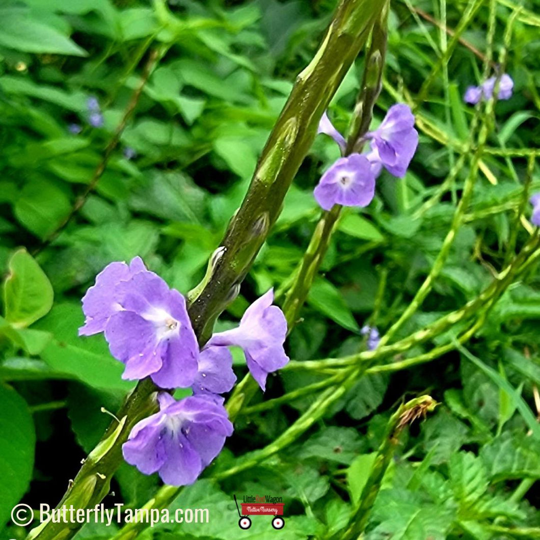 Blue Porterweed - Stachytarpheta jamaicensis