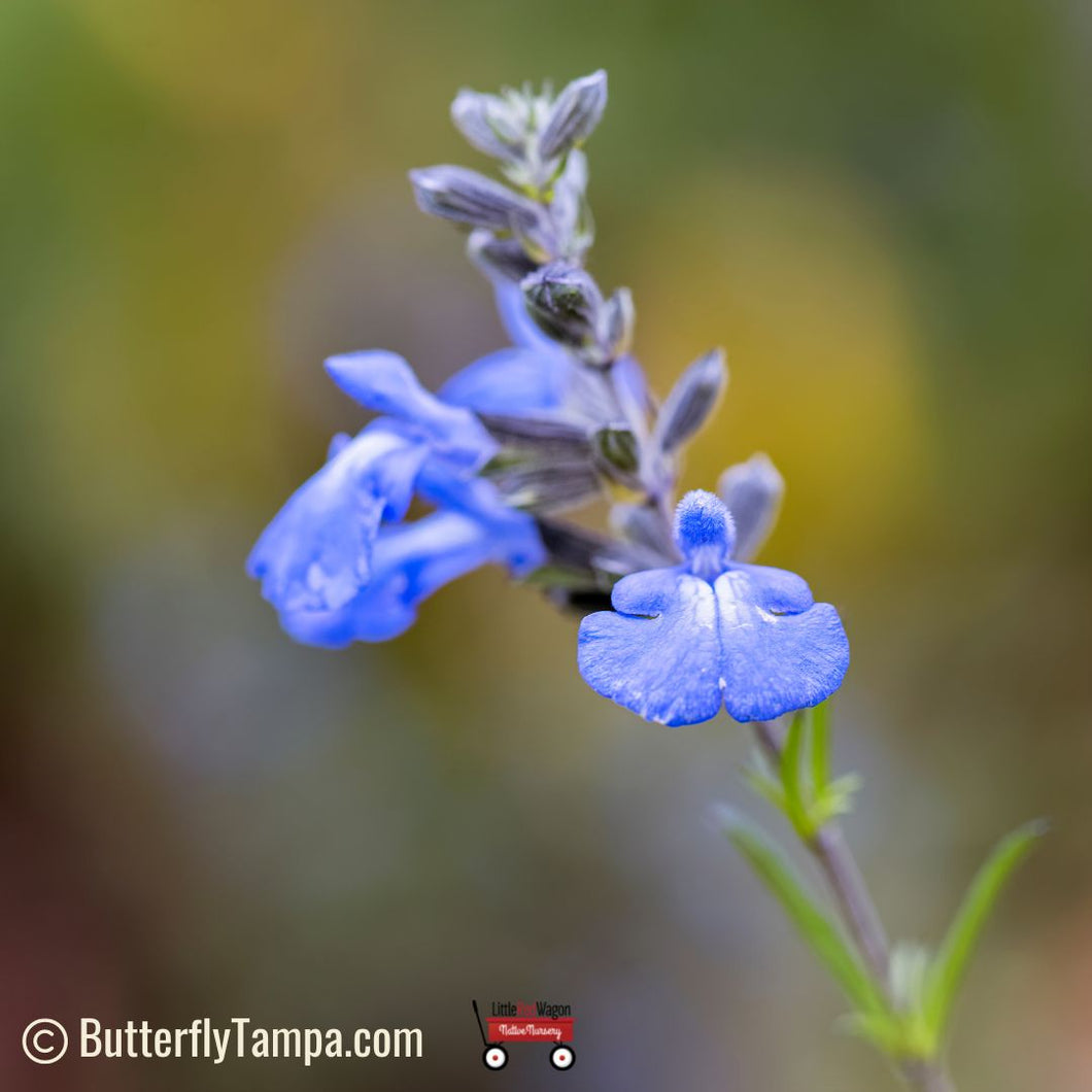 Blue Sage - Salvia azurea - 1 Gal