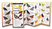 Load image into Gallery viewer, Common Butterflies of Florida Guide
