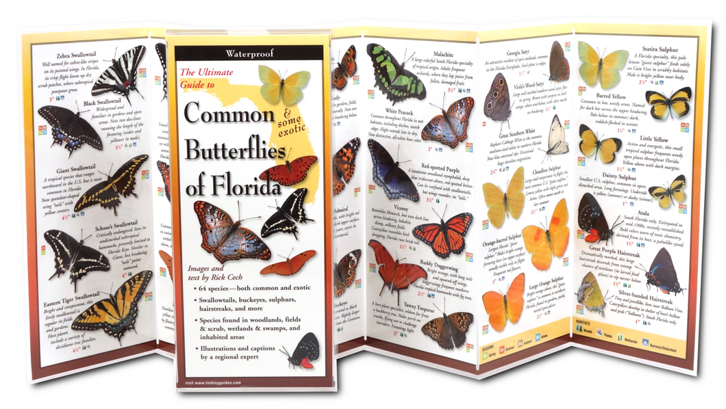Common Butterflies of Florida Guide