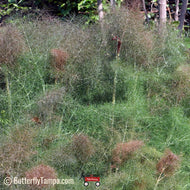 Bronze Fennel (Foeniculum vulgare purpureum) - 1 Gallon