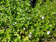 Browne's Savory (Clinopodium brownei)