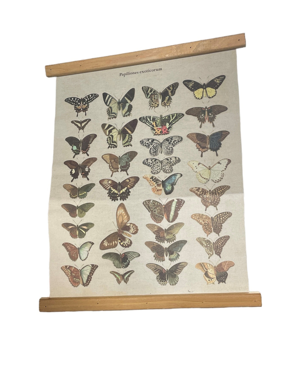 Wall Decor-Butterfly