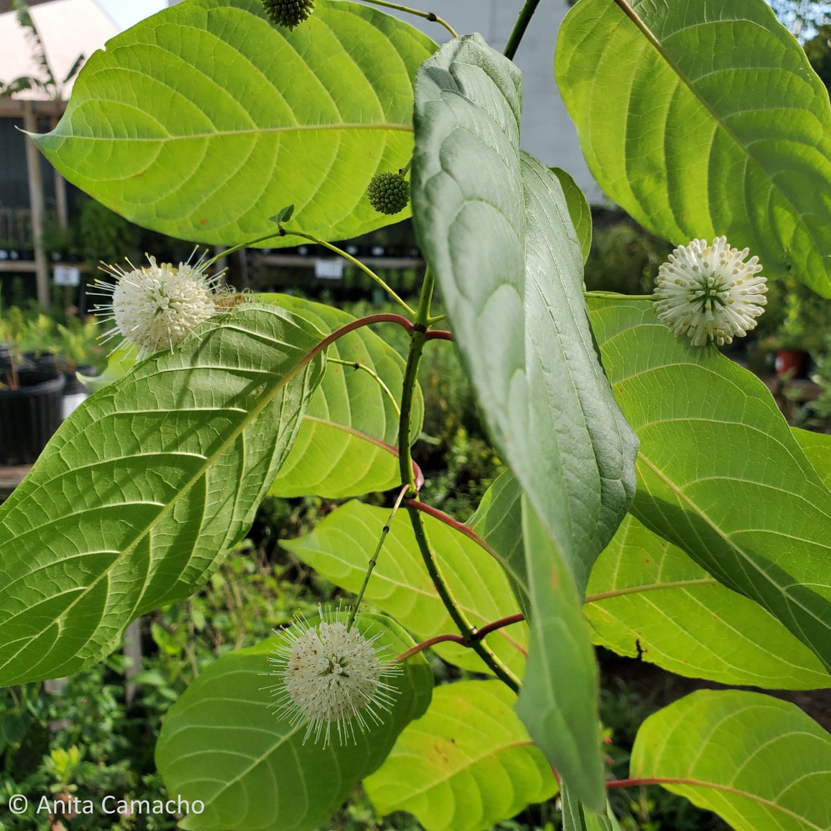 Buttonbush (Cephalanthus occidentalis) – Little Red Wagon Native Nursery