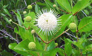 Buttonbush - Cephalanthus occidentalis