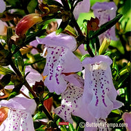 Calamint (Calamintha ashei)