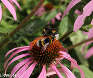 Pale Purple Coneflower (Echinacea pallida) - 1 Gallon