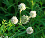 Button Rattlesnake Master (Eryngium yuccifolium)