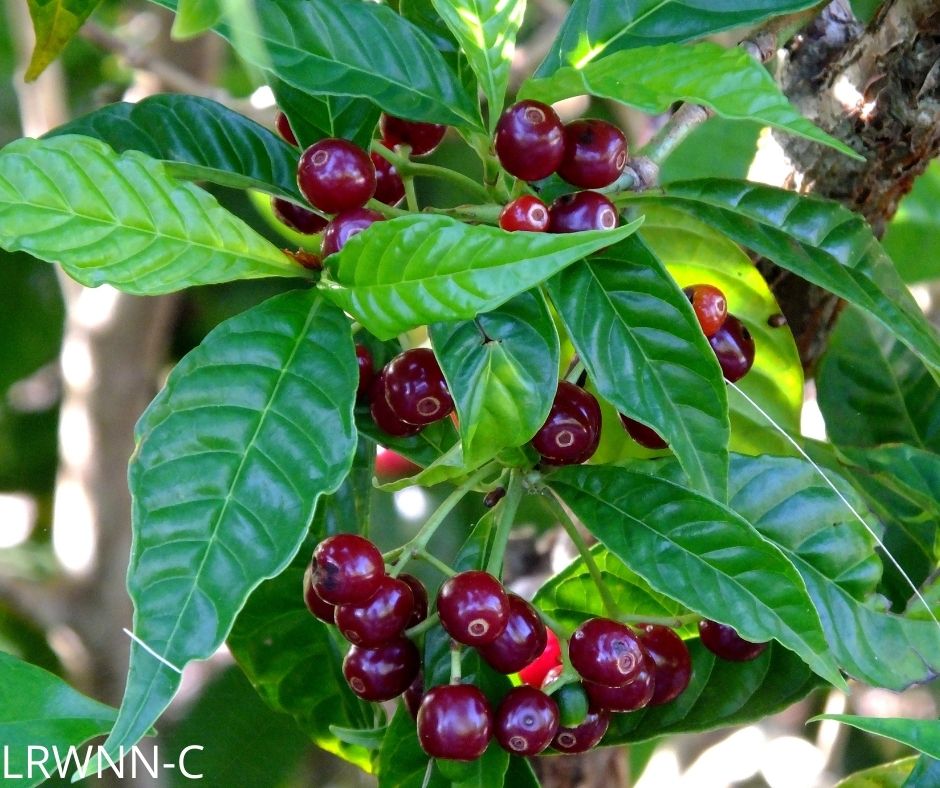 Dwarf Shiny Leaf Coffee - Psychotria nervosa var.
