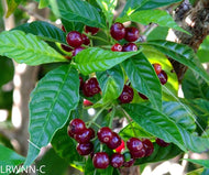 Dwarf Shiny Leaf Coffee (Psychotria nervosa var.)