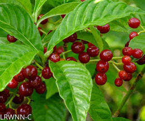 Dwarf Shiny Leaf Coffee - Psychotria nervosa var.