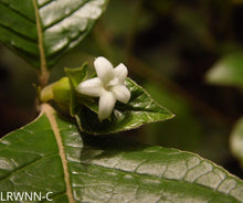 Load image into Gallery viewer, Dwarf Shiny Leaf Coffee - Psychotria nervosa var.
