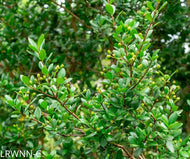 Dwarf Simpson's Stopper (Myrcianthes fragrans, compacta) - 3 Gallon