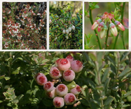 Dwarf Blueberry (Vaccinium darrowii)