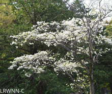 Load image into Gallery viewer, Flowering Dogwood - Cornus florida (3 gal.)
