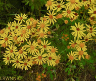 Golden Ragwort (Packera aurea) - 1 Gallon