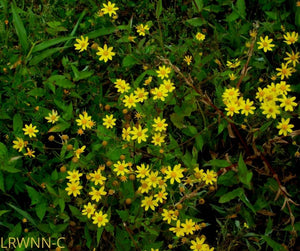 Golden Ragwort - Packera aurea (1 gal.)