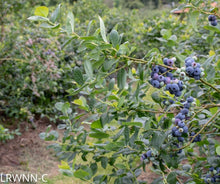 Load image into Gallery viewer, Highbush blueberry - Vaccinium corymbosum (1 gal)
