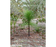Load image into Gallery viewer, Longleaf Pine - Pinus palustris (3 gal.)
