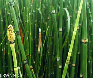 house tail plant Horsetail (Equisetum hyemale)
